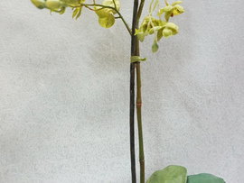 Орхидея горшковая